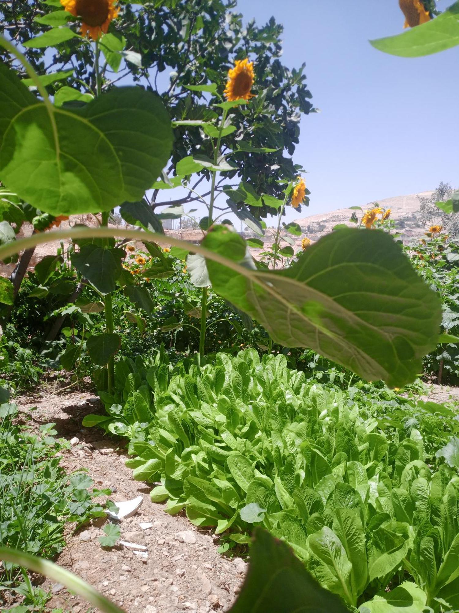 דירות וואדי מוסא Petra Anas House מראה חיצוני תמונה